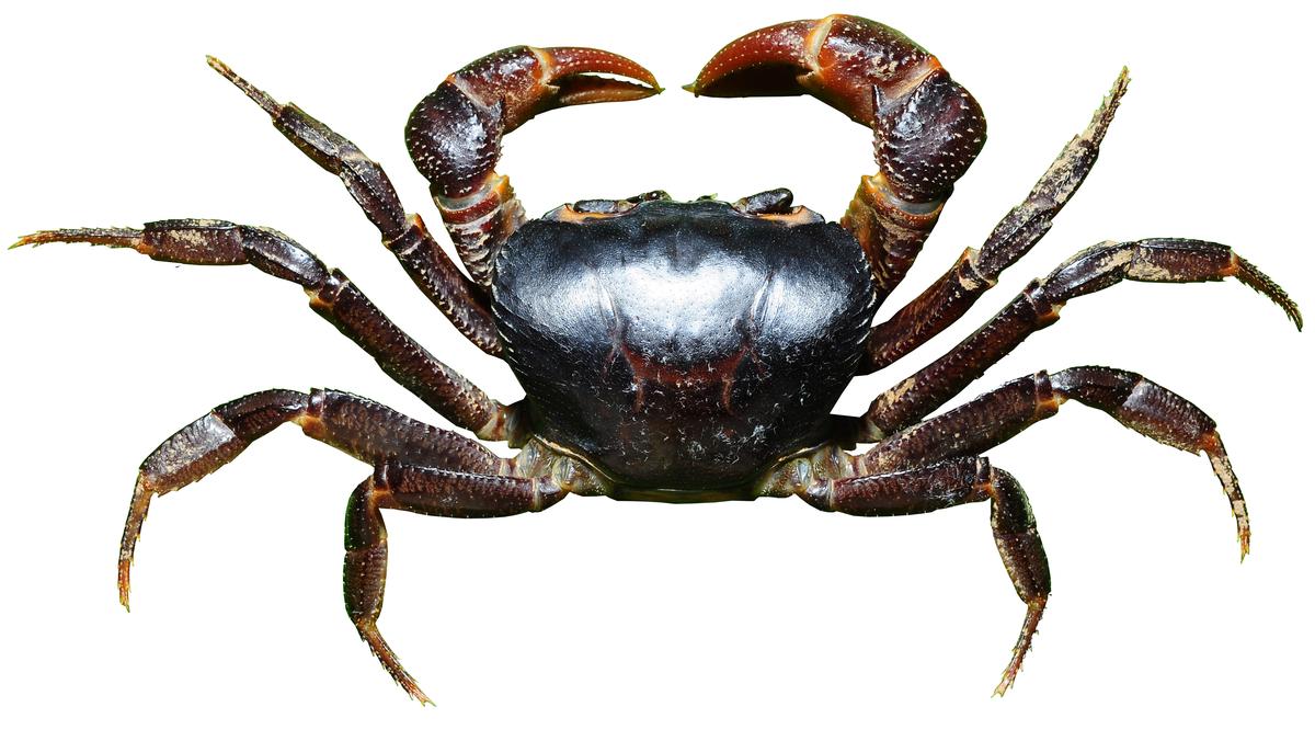 New genus and species of semiterrestrial freshwater crabs spotted in